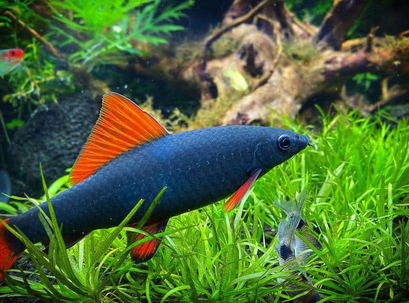 Rainbow-Shark-1