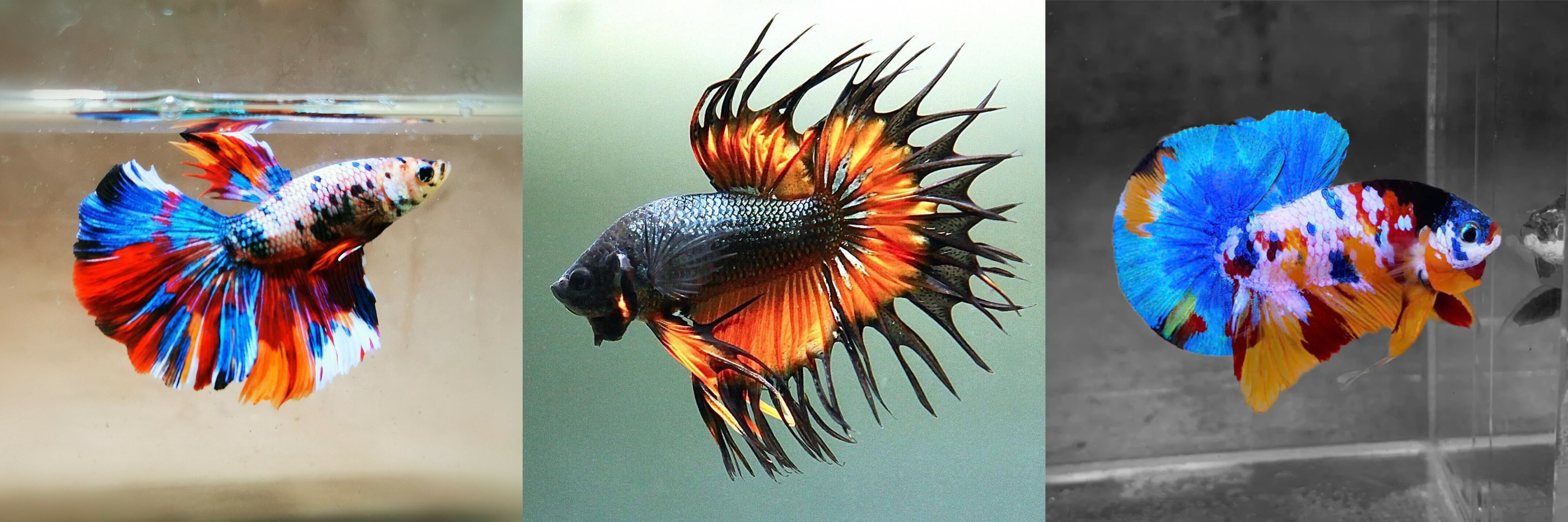 betta