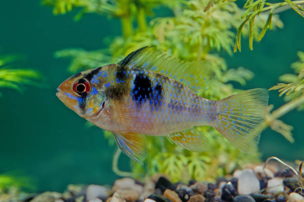 The blue ram, Mikrogeophagus ramirezi, is a species of freshwater fish endemic to the Orinoco River basin, in the savannahs of Venezuela and Colombia in South America